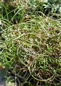 Juncus 'Curly Wurly'